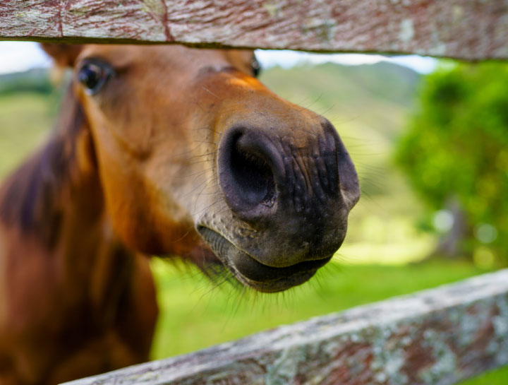 Equine & Large Animal Care