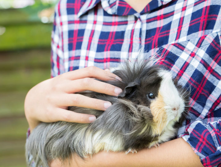 Interlachen Small Animal Veterinarian